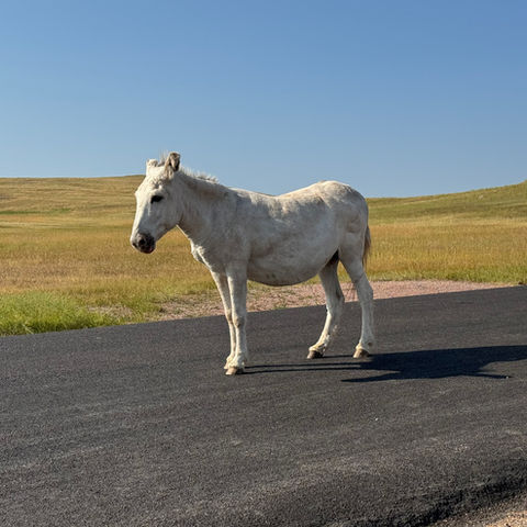 Two white donkeys standing on a road.