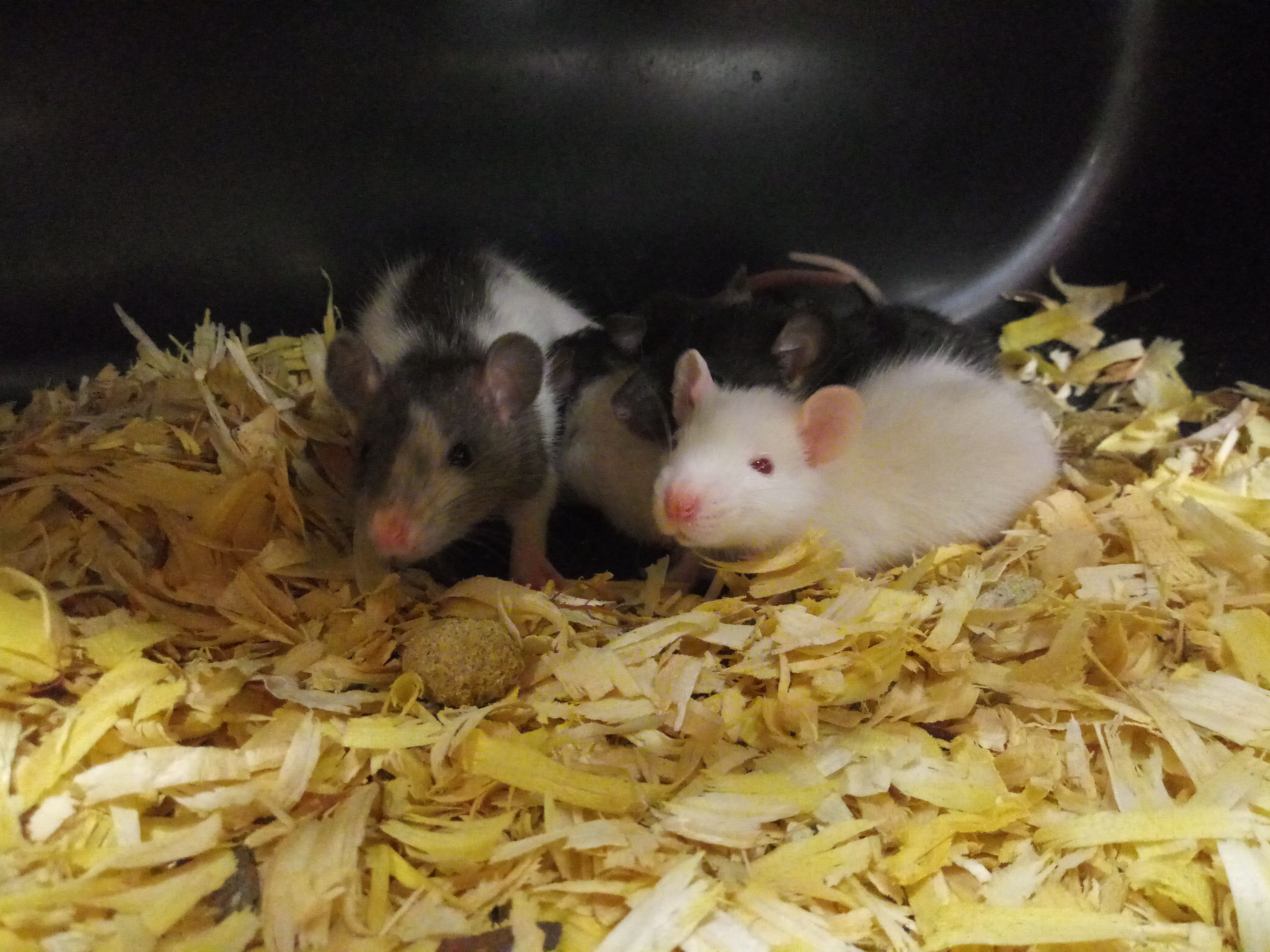 Weaned Rats
