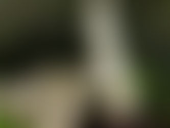 Domingo XVIII del T.O. 4 de agosto