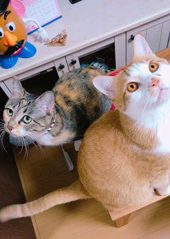 西区T様宅ハビィちゃん、ルーク君