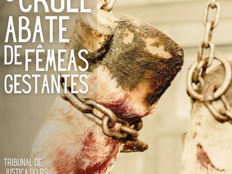 Proteção em Questão: A Luta da Princípio Animal pela Vida das Fêmeas Gestantes no Rio Grande do Sul