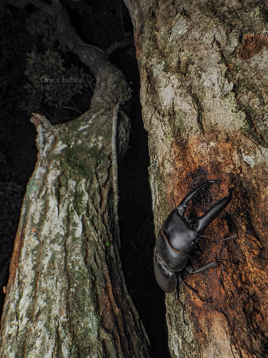 ツシマヒラタクワガタ