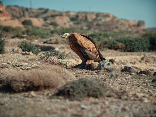 Karmiciel z krainy smoków - Część 1
