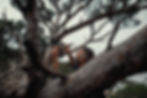 Spiros Liapakis puting camra on the tree to photograph voultures on feeding station