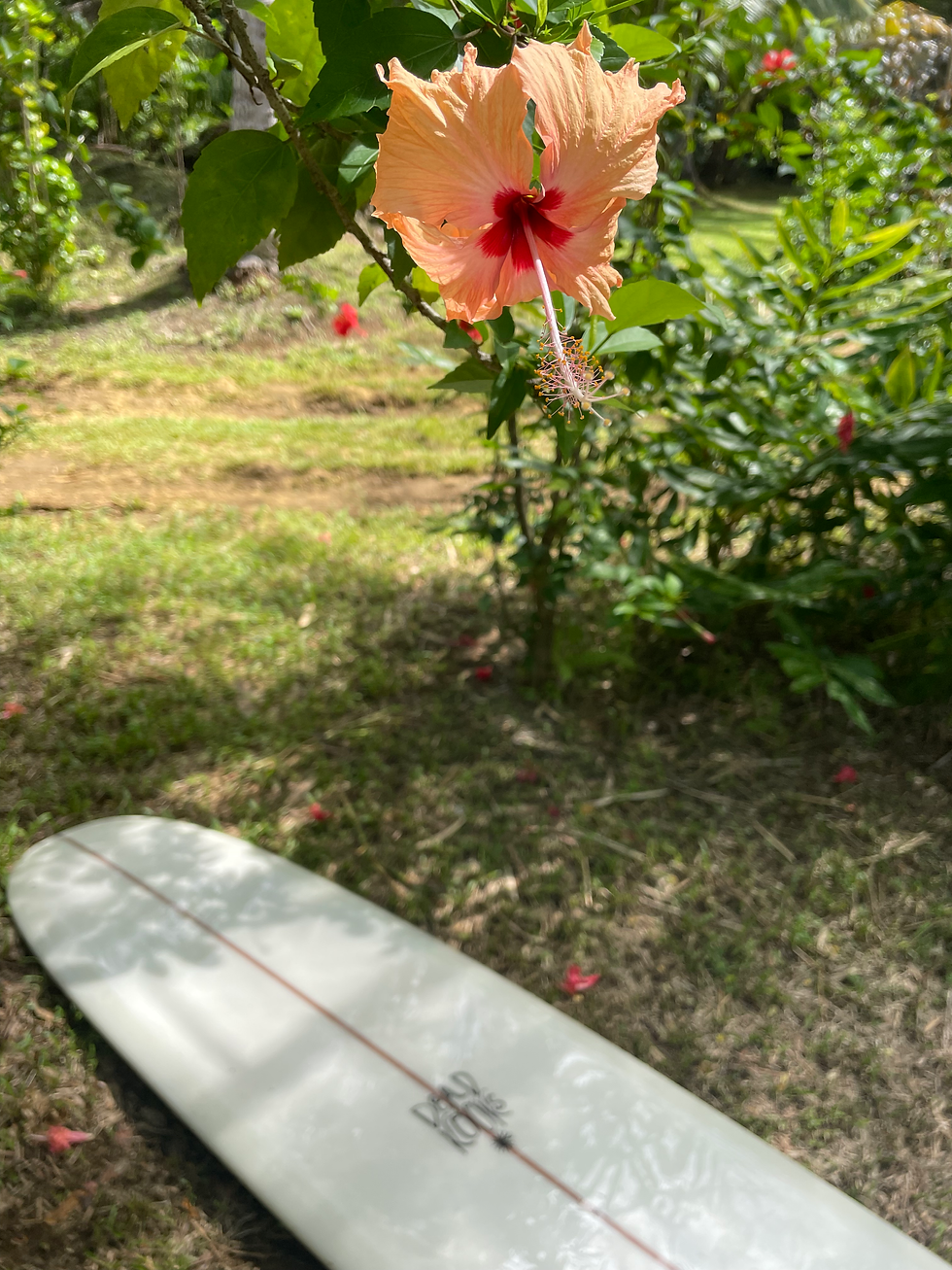 雨上がりで泥んこ道を歩くの大変でしたが、途中のカラフルにいっぱい咲いてるお花に癒されました🌺