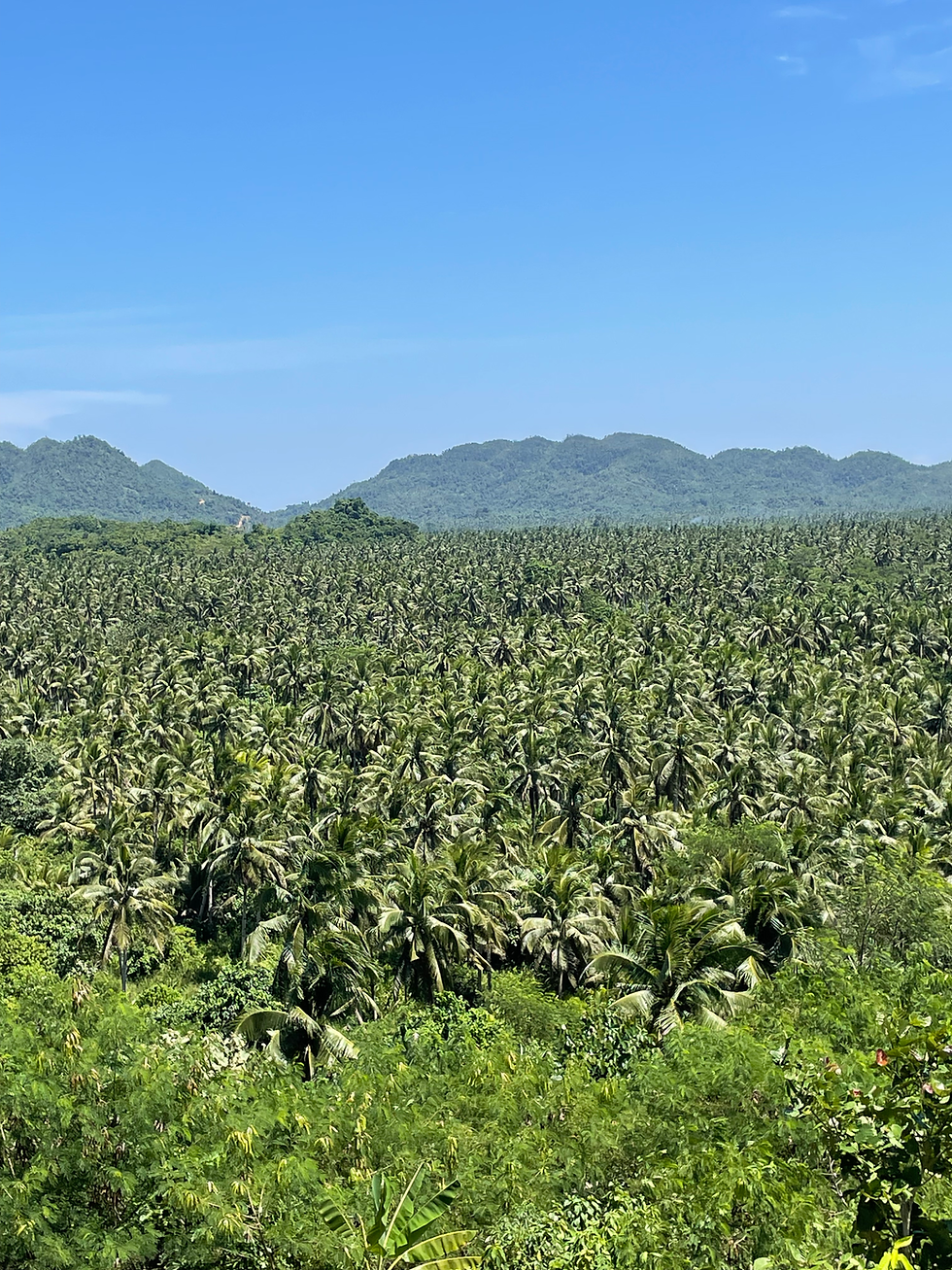 Coconut view