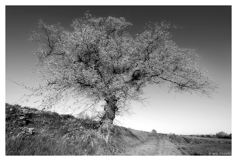 arbre aux sorciéres