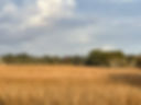 Marsh.jpg