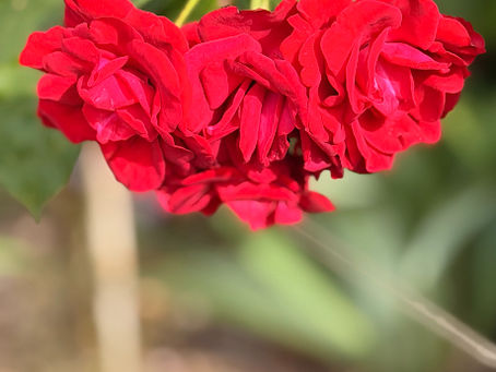 Rosen in Putbus/Rügen
