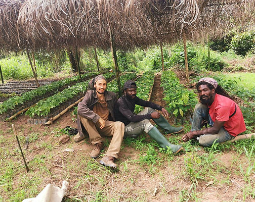 Agroforest Kakao ~ Ghana ❤️