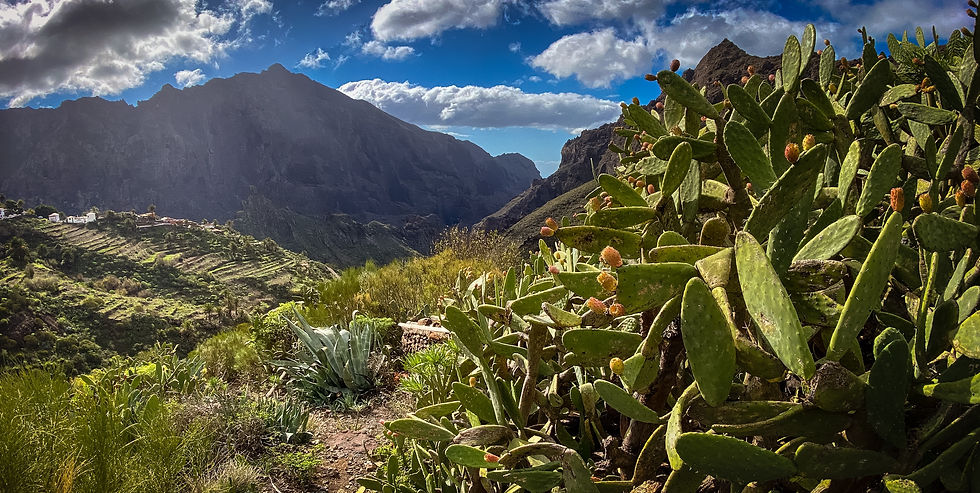 Lush greenery and abundant cacti thrive on the rugged landscapes of Masca Valley in Tenerife, with dramatic cliffs rising beneath a vibrant blue sky adorned with fluffy clouds.