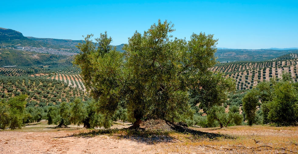Expansive olive groves stretch across the rolling hills under a clear blue sky, showcasing the natural beauty and agricultural richness of the landscape.