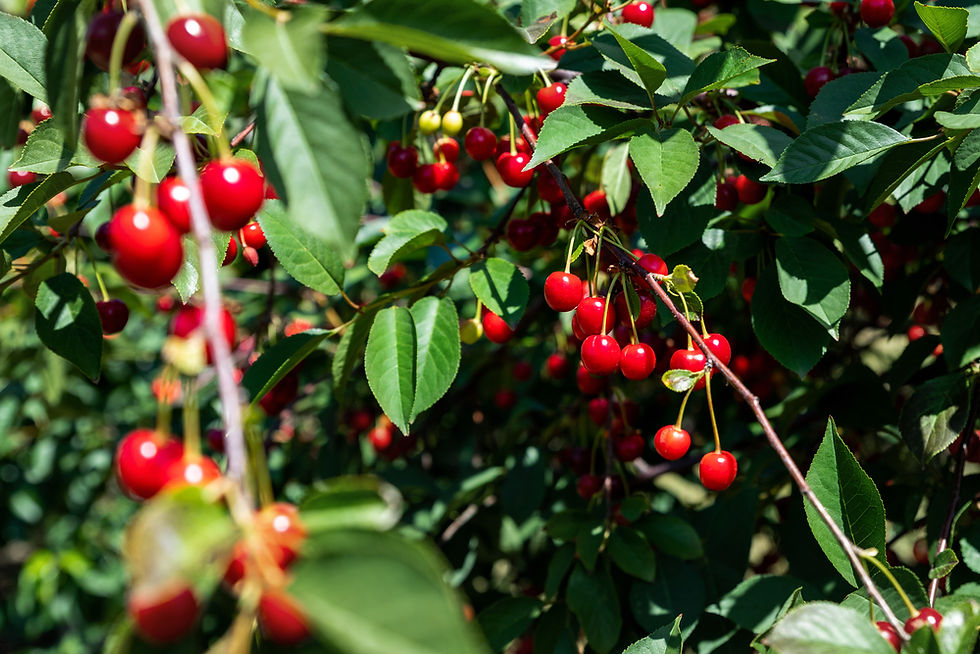 Clusters of ripe cherries dangle from lush green branches, basking in the sunlight and ready for harvest in a vibrant orchard.
