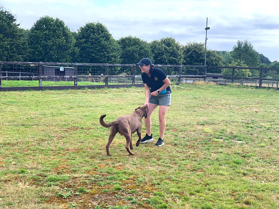 A photo of a large grassy areas with trees in the background and a dog trainer leaning down and giving a dog a treat