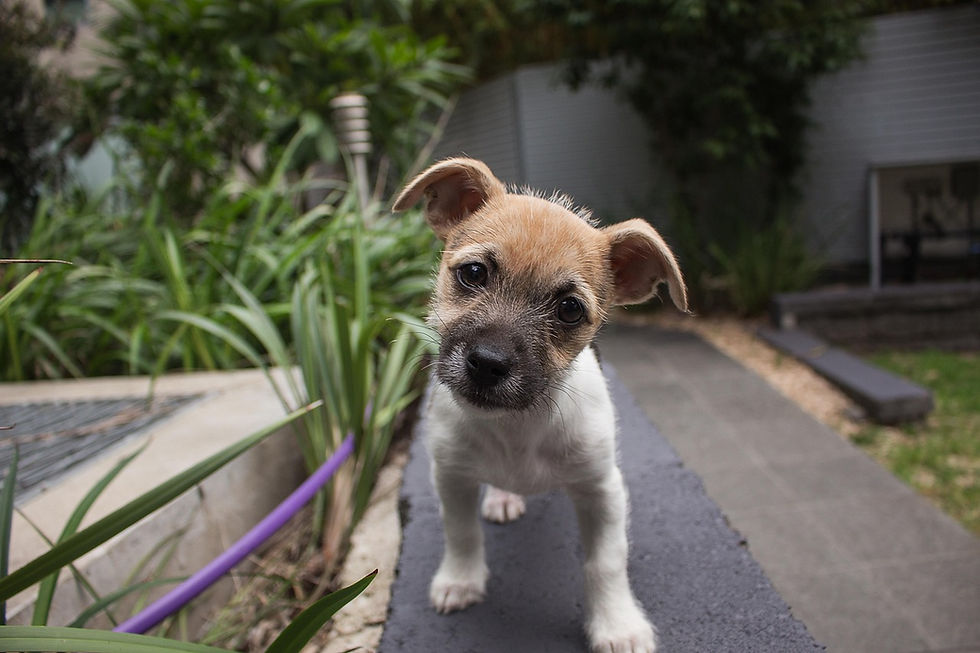A photo of a small brown and white puppy with its head cocked slightly to one side