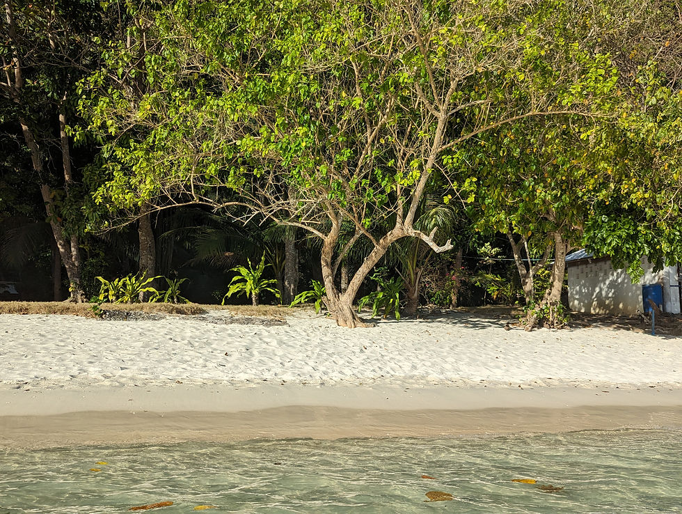 white beach with large tree