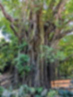 huge balete tree on Siquijor