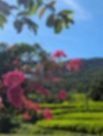 bougainvillea and rice terraces