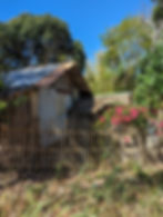shack and garden on Apo Island