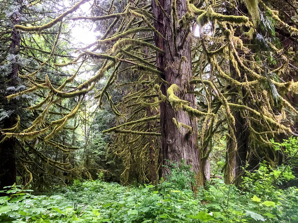 Mossy branches of tree in lush forest