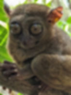 tarsier at Tarsier Sanctuary
