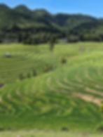rice terraces in front of lush hills