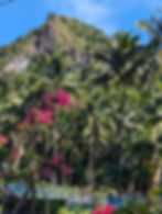 Lush mountain behind palms and bougainvillea