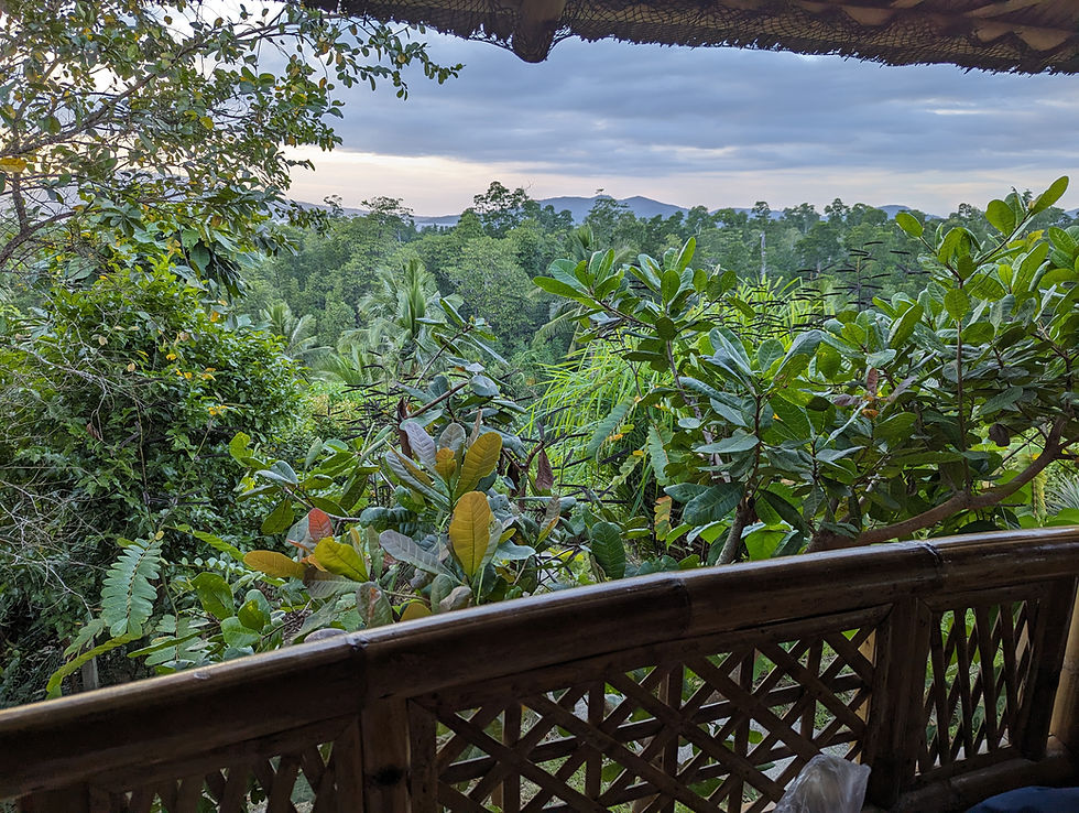 View of jungle from Ocean Green