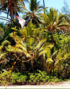 image00002.jpeg