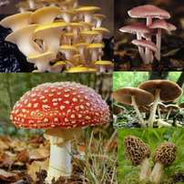 Beaucoup de champignons sont toxiques pour les chiens