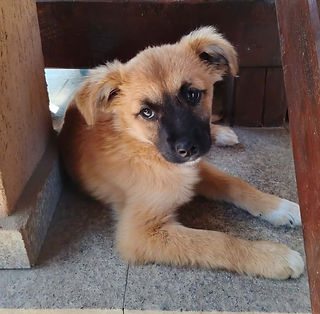 Femelle à l'adoption