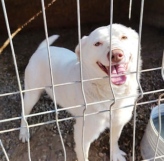 Femelle à l'adoption