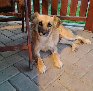 Femelle à l'adoption