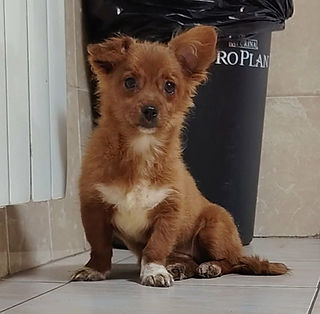 Femelle à l'adoption