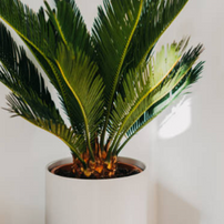 Le cycas est toxique pour les chiens