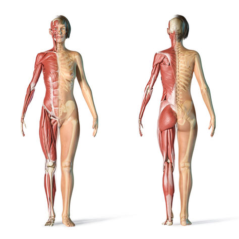 Anatomy & Physiology for Posture-Based Yoga
