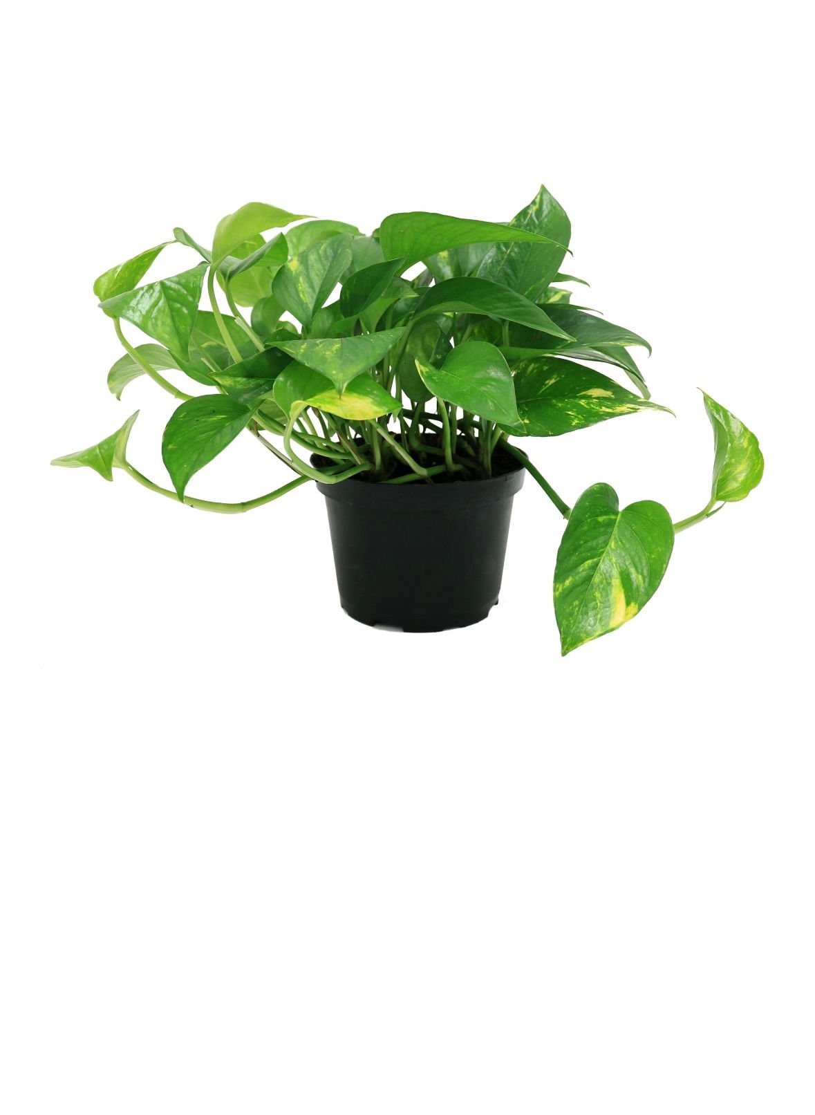 6" Golden Pothos