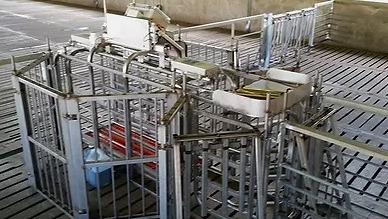 Multi-Way Automatic Pig Weighing and Sorting System