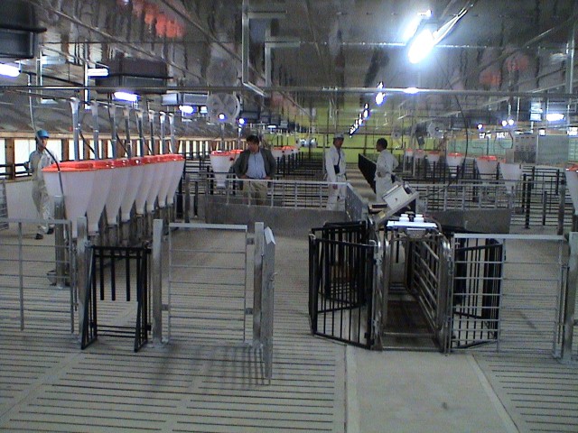 pig weighing and sorting system view