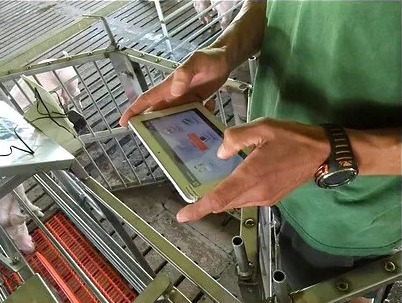 automatic pig sorting scale equipment view