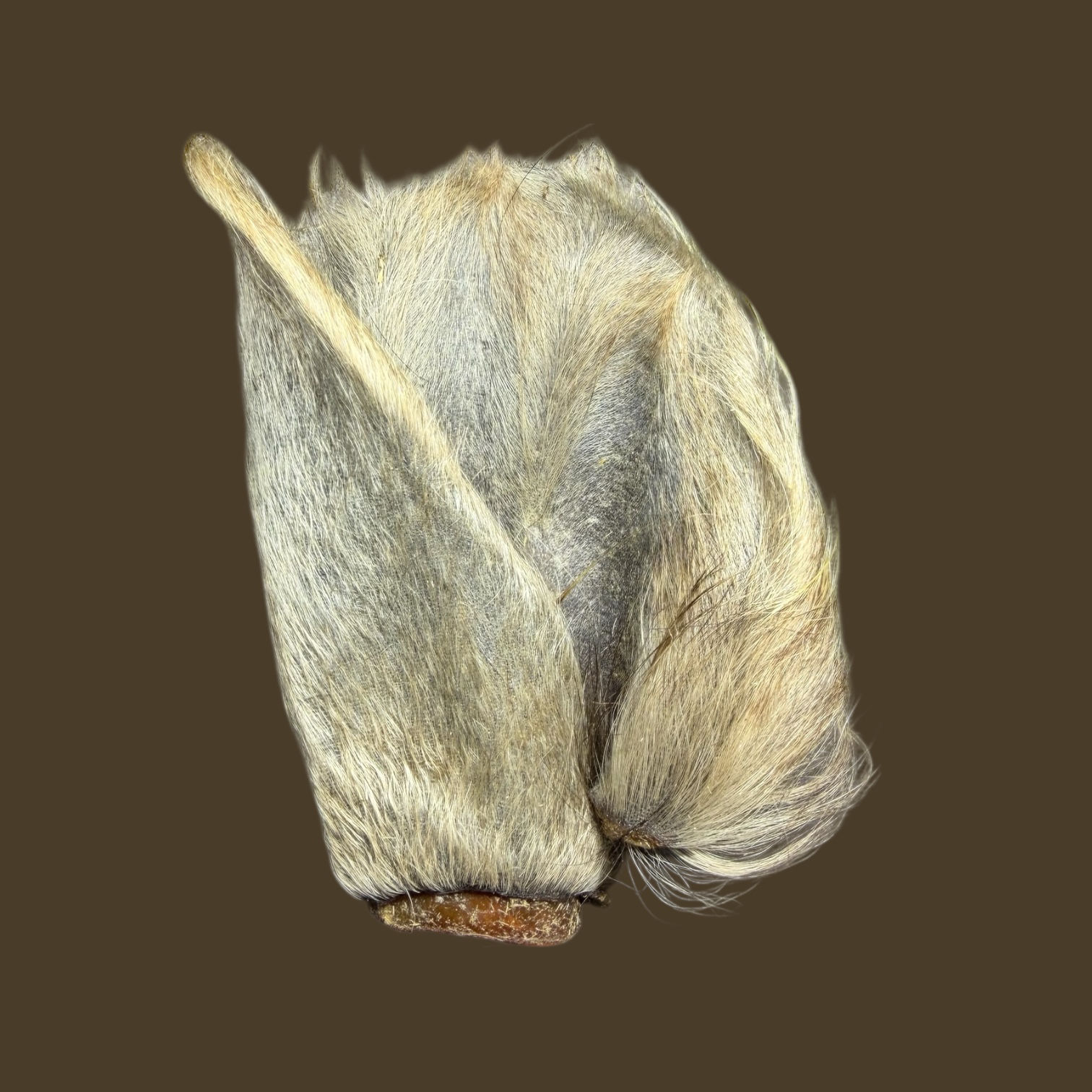 Hairy CALF EARS