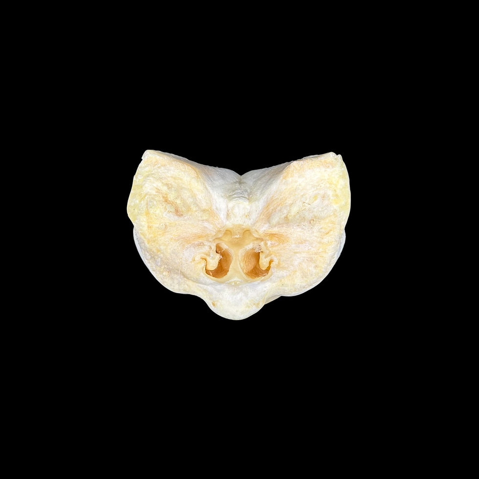 Thumbnail: Pig Snout