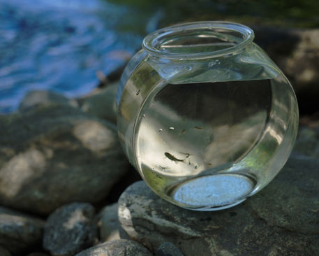 Fish Bowl.jpeg