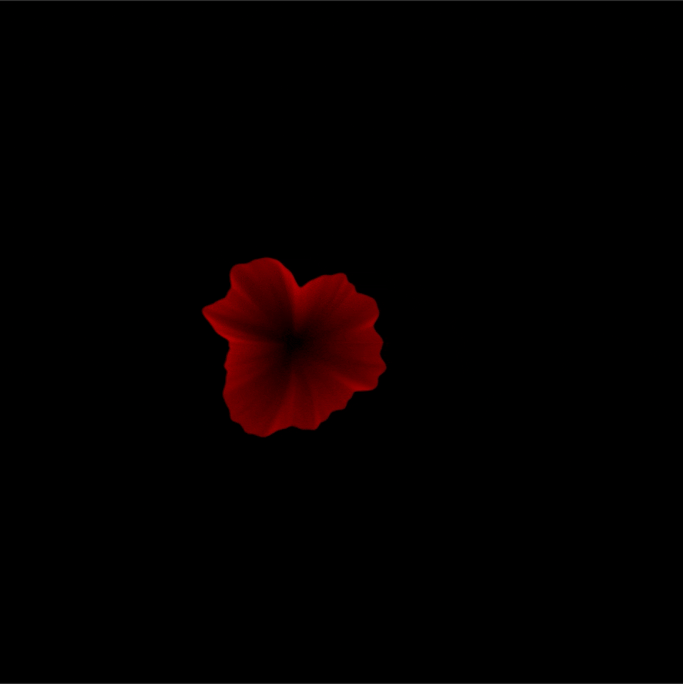hibiscous - pp - final.gif