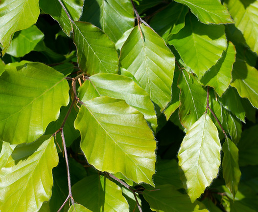 BEECH_0074.jpg
