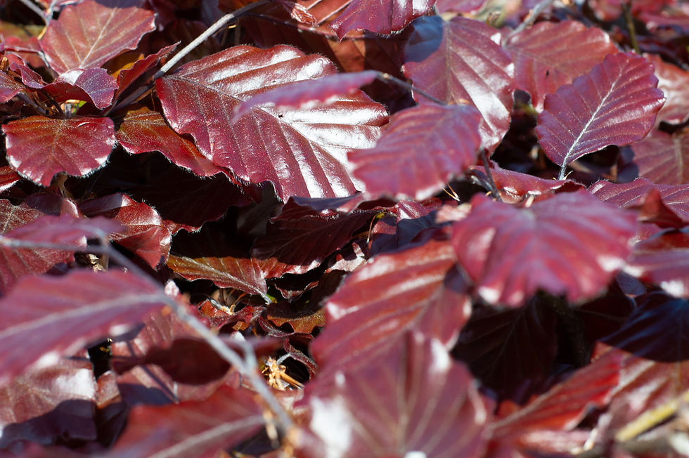 Purple Beech