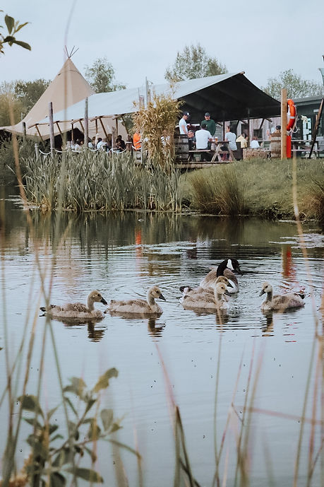 Geese 1.jpeg