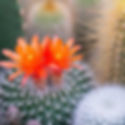 Cactus Flower & Jade