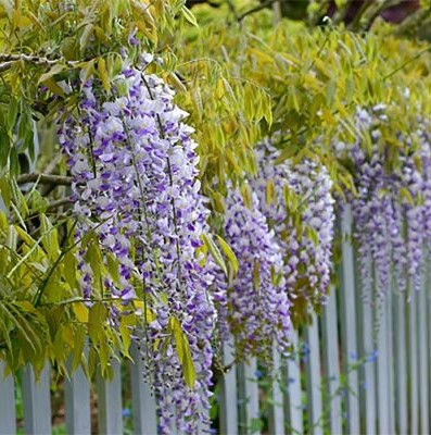 Thumbnail: Wisteria