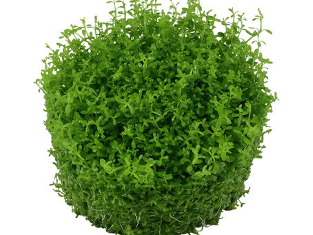 Tissue Cultured Aquarium Plants – The Aqua Essentials Advantage